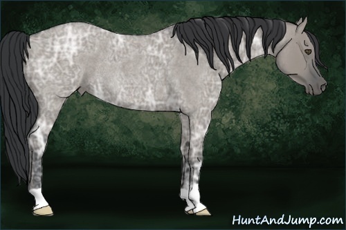 Horse Color:Grullo Ice Roan Rabicano