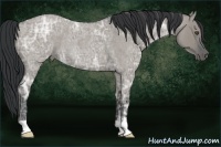 Horse Color:Grullo Ice Roan Rabicano