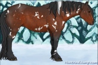 Horse Color:White Spotted Brown 