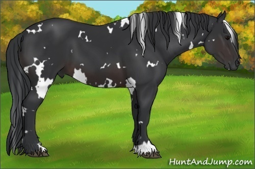 Horse Color:White Spotted Brown