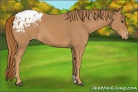 Horse Color:Chestnut Appaloosa 