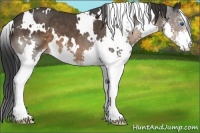 Horse Color:White Spotted Brown Sabino Splash