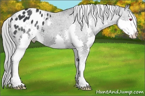 Horse Color:Black Chinchilla Splash Appaloosa 