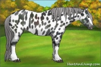 Horse Color:White Spotted Black Appaloosa 