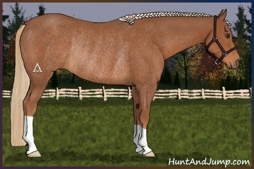 Horse Color:Chestnut Rabicano