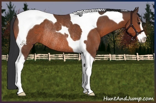 Horse Color:Bay Sabino Tobiano Rabicano