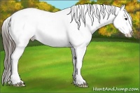 Horse Color:Brown Splash Appaloosa 