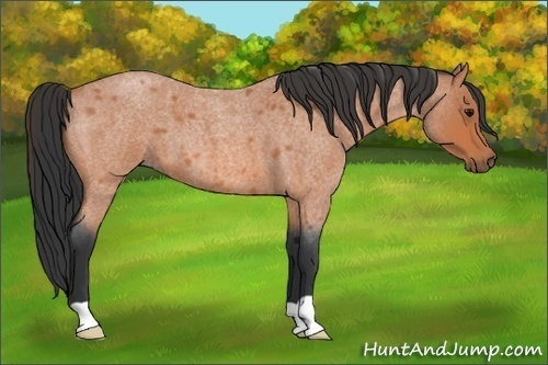 Horse Color:Bay Roan 