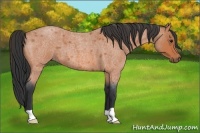 Horse Color:Bay Roan