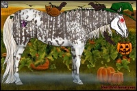 Horse Color:Silver Amber Champagne Pearl Dun Splash and Liver Chestnut Splash Appaloosa