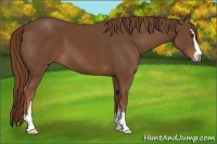 Horse Color:Chestnut Sabino