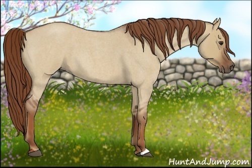 Horse Color:Red Dun Roan