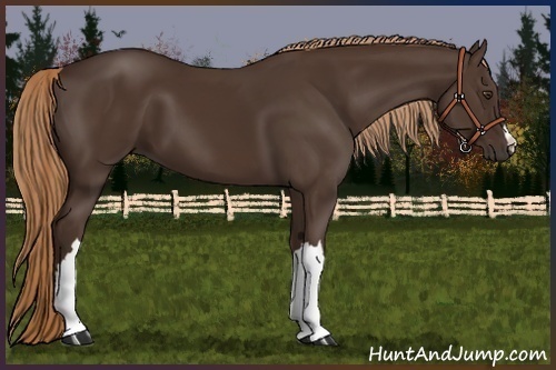 Horse Color:Liver Chestnut 
