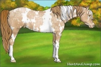 Horse Color:White Spotted Chestnut Ice Pearl 