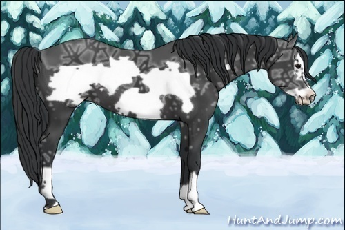 Horse Color:Black Ice Frame 