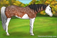 Horse Color:Bay Ice Splash 