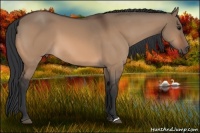 Horse Color:Bay Dun