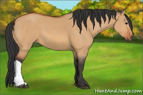 Horse Color:Bay Dun