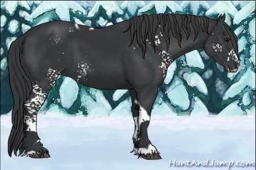 Horse Color:White Spotted Black Tobiano 