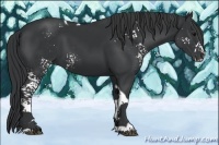 Horse Color:White Spotted Black Tobiano 