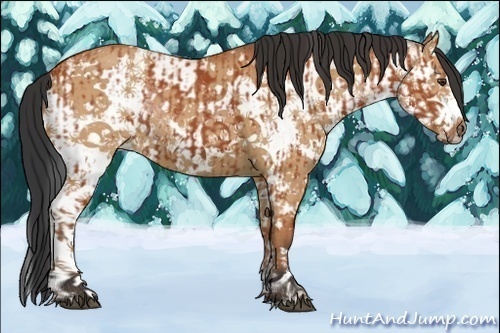 Horse Color:White Spotted Bay Splash  and White Spotted Bay Dun Splash 