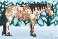 Horse Color:White Spotted Bay Splash  and White Spotted Bay Dun Splash 