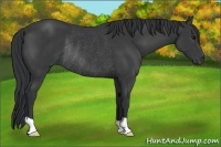 Horse Color:Black Rabicano 
