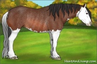 Horse Color:Bay Sabino Splash Rabicano