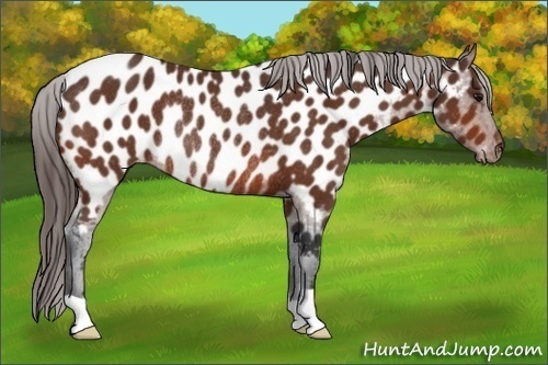 Horse Color:Bay Appaloosa Rabicano 