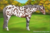 Horse Color:Bay Near Leopard Rabicano 