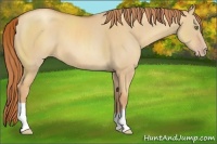Horse Color:Gold Champagne Dun 