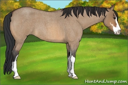 Horse Color:Bay Roan Dun Sabino 
