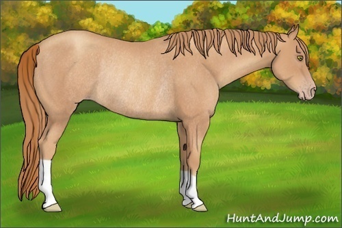 Horse Color:Gold Champagne Rabicano