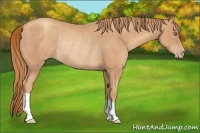 Horse Color:Gold Champagne Rabicano 