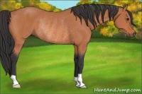 Horse Color:Bay Rabicano 