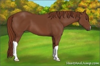 Horse Color:Chestnut 