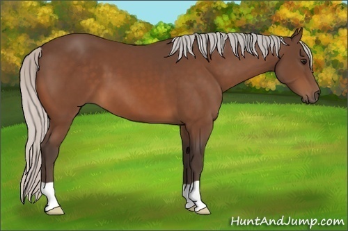 Horse Color:Silver Bay 