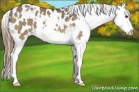 Horse Color:White Spotted Buckskin Dun Sabino Splash Appaloosa 