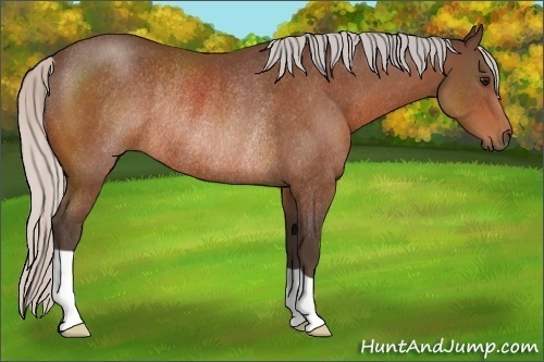 Horse Color:Silver Bay Rabicano 