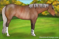 Horse Color:Silver Bay Rabicano