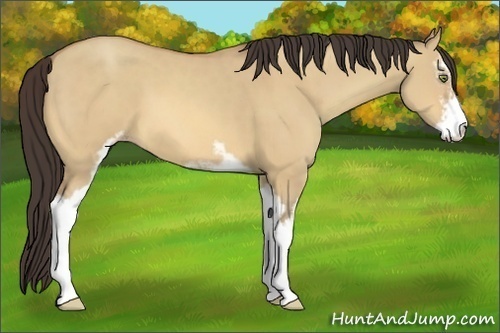 Horse Color:Amber Champagne Dun Sabino 