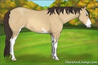 Horse Color:Amber Champagne Dun Sabino