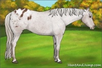 Horse Color:Chestnut Appaloosa 