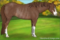 Horse Color:Chestnut Sabino Rabicano 