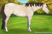 Horse Color:Amber Champagne Ice Dun 