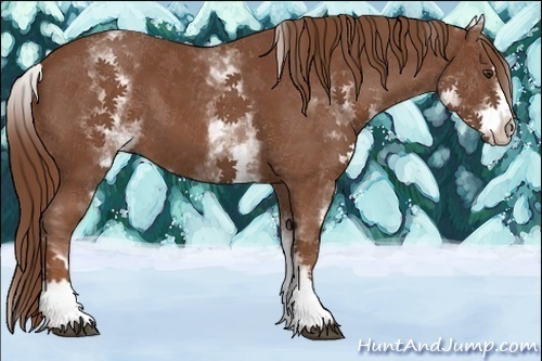 Horse Color:White Spotted Chestnut Sabino