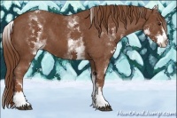 Horse Color:White Spotted Chestnut Sabino