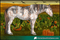 Horse Color:Gold Champagne  and White Spotted Black Chinchilla Splash 