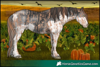 Horse Color:Gold Champagne  and White Spotted Black Chinchilla Splash 