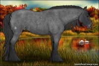 Horse Color:Blue Roan Appaloosa